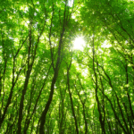 yoga-et-sons-dans-les-bois